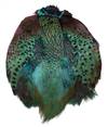 Ringneck Pheasant Pelt #1 Dyed Turquoise