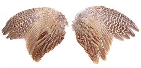 Ringneck Pheasant Wings, Spread - Per Pair