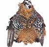 Reeves Pheasant "Bird in a Bag"