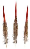 Golden Pheasant Red Tips (Large 8-10") - Per 100