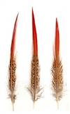 Golden Pheasant Red Tips (Medium 6-8") - Per 100