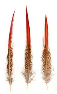Golden Pheasant Red Tips (Medium 6-8") - Per 100