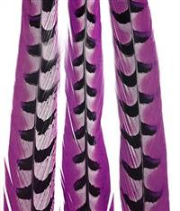 Reeves Pheasant Tail Feathers 14-15" - Each