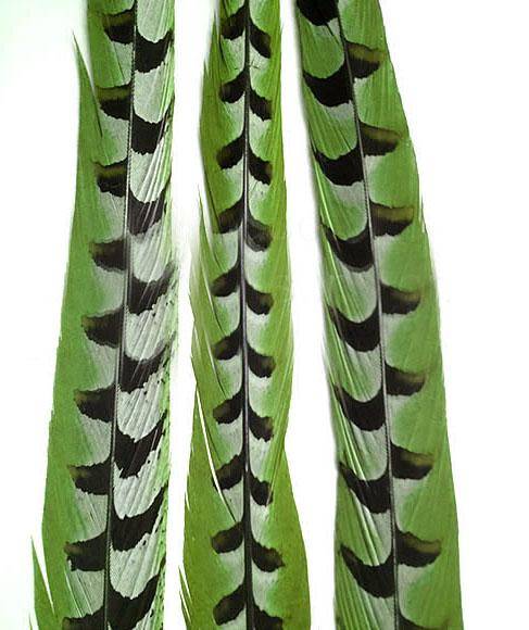 Reeves Pheasant Tail Feathers 18-20" - Each