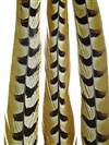 Reeves Pheasant Tail Feathers 35-40" - Each