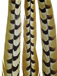 Reeves Pheasant Tail Feathers 35-40" - Each