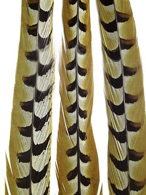 Reeves Pheasant Tail Feathers 35-40" - Each