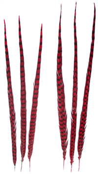 Reeves Pheasant Tail Feathers 35-40" Dyed Red - Each