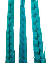 Reeves Pheasant Tail Feathers 35-40" Dyed Turquoise - Each