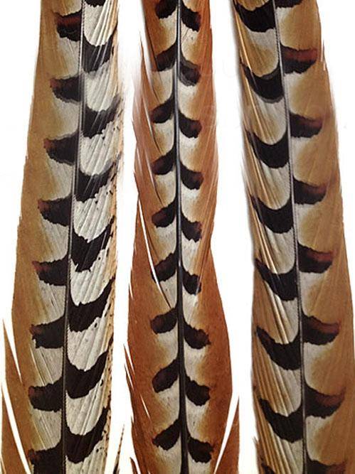 Reeves Pheasant Tail Feathers 45-50" - Each