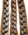 Reeves Pheasant Tail Feathers 50-55" - Each