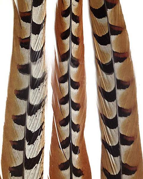 Reeves Pheasant Tail Feathers 50-55" - Each