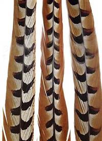 Reeves Pheasant Tail Feathers 60-65" - Each