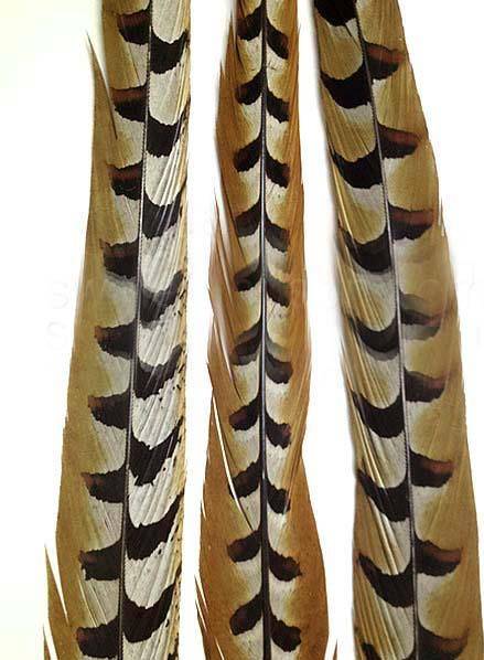 Reeves Pheasant Tail Feathers 65-70" - Each