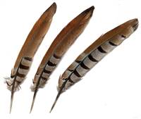 Reeves Pheasant Tail Feathers 8-10" - Per 100