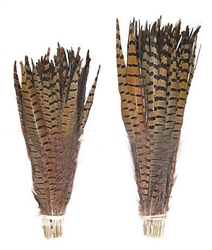 Ringneck Pheasant Tail Feathers 10-12" - Per 100