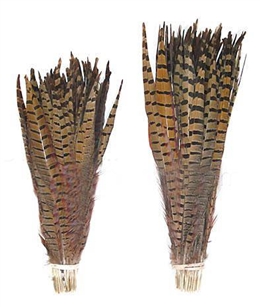 Ringneck Pheasant Tail Feathers 10-12" - Per 100