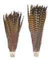 Ringneck Pheasant Tail Feathers 14-16" - Per 100