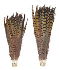 Ringneck Pheasant Tail Feathers 14-16" - Per 100