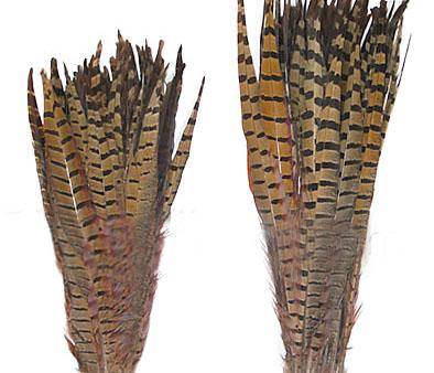 Ringneck Pheasant Tail Feathers 14-15" - Per 100
