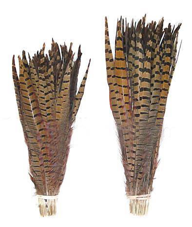 Ringneck Pheasant Tail Feathers 14-16" - Per 100
