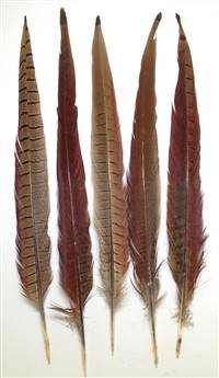 European Ringneck Pheasant Tail Feathers 14-16" - Per 100