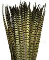 Ringneck Pheasant Tail Feathers 18-20" - Per 100