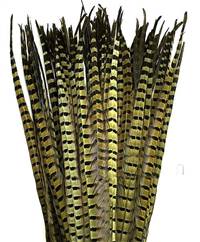 Ringneck Pheasant Tail Feathers 18-20" - Per 100
