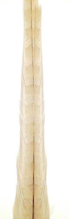 Ringneck Pheasant Tail Feathers 30-32" Bleached Tan - Each