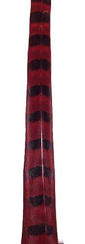 Ringneck Pheasant Tail Feathers 30-32" Dyed Red - Each