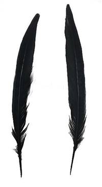 Ringneck Pheasant Tail Feathers 8-10" Dyed Black Per 100