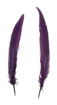 Ringneck Pheasant Tail Feathers 8-10" Dyed Purple Per 100