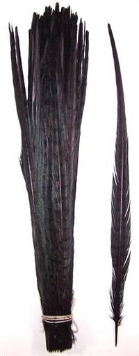 Ringneck Pheasant Tail Feathers 20-22" Dyed Black - Each