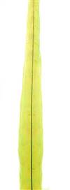 Ringneck Pheasant Tail Feathers 22-24" Dyed Chartreuse - Each