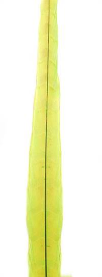 Ringneck Pheasant Tail Feathers 22-24" Dyed Chartreuse - Each