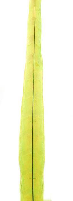 Ringneck Pheasant Tail Feathers 22-24" Dyed Chartreuse - Each