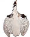 Silver Pheasant Pelt #1 Quality