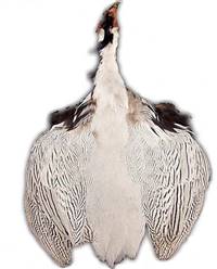 Silver Pheasant Pelt #1 Quality
