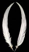 Silver Pheasant Tail Feathers 25-27" Bleached White - Per Feather