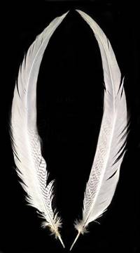 Silver Pheasant Tail Feathers 25-27" Bleached White - Per Feather