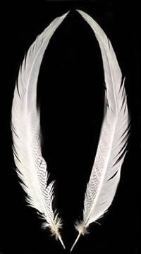 Silver Pheasant Tail Feathers 29-33" Bleached White - Per Feather