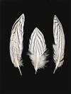Silver Pheasant Tail Feathers 4-6" - Per 100