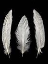 Silver Pheasant Tail Feathers 6-8" - Per 100