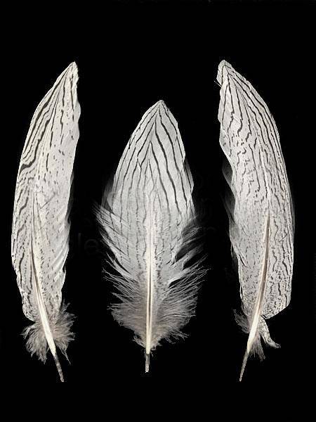 Silver Pheasant Tail Feathers 6-8" - Per 100