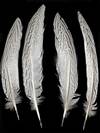 Silver Pheasant Tail Feathers 8-10" - Per 100