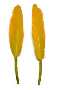 Duck Cochottes Dyed Orange 3-4" - Per lb