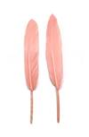 Duck Cochottes Dyed Pink 3-4" - Per lb