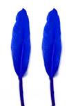 Duck Cochottes Dyed Royal Blue 3-4" - Per lb