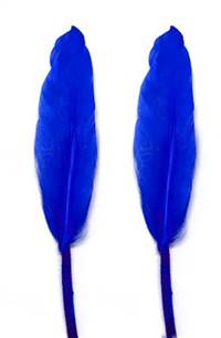 Duck Cochottes Dyed Royal Blue 3-4" - Per lb