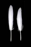 Duck Cochottes Bleached White 3-4" - Per lb